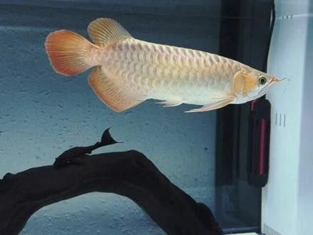 紅龍魚魚缸背景紙價格范圍
