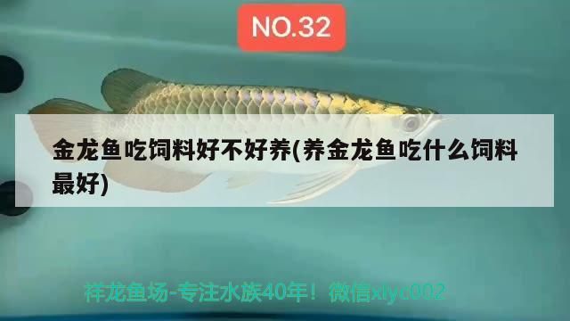 金龍魚吃飼料好不好養(養金龍魚吃什么飼料最好)