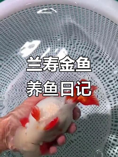 福州觀賞魚(yú)回收價(jià)格如何？