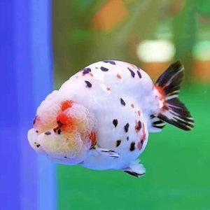 福州觀賞魚(yú)回收價(jià)格如何？