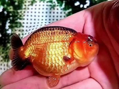 福州觀賞魚(yú)回收價(jià)格如何？