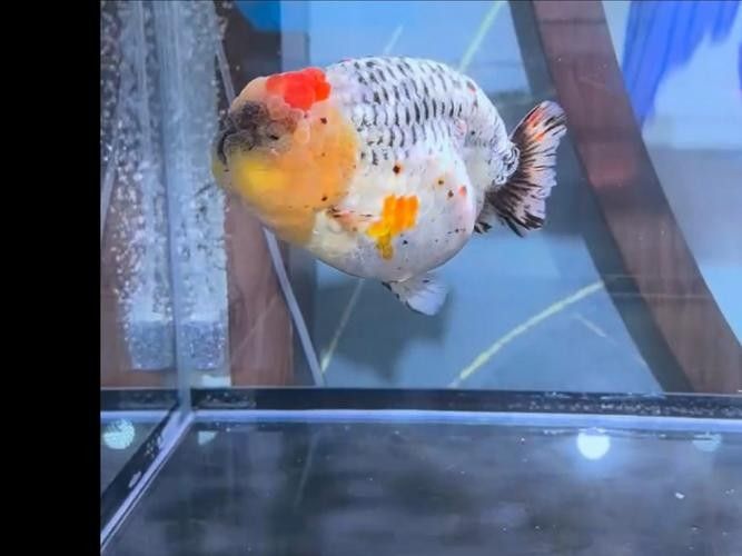福州觀賞魚回收價格如何？