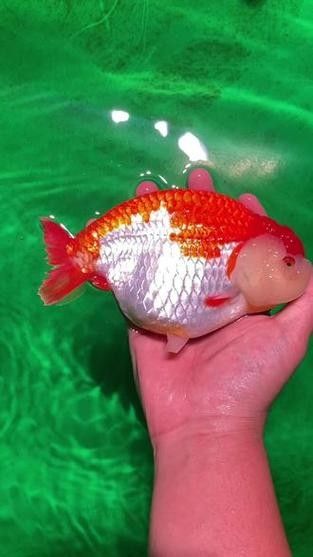 福州觀賞魚回收價格如何？