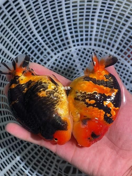 福州觀賞魚回收價格如何？