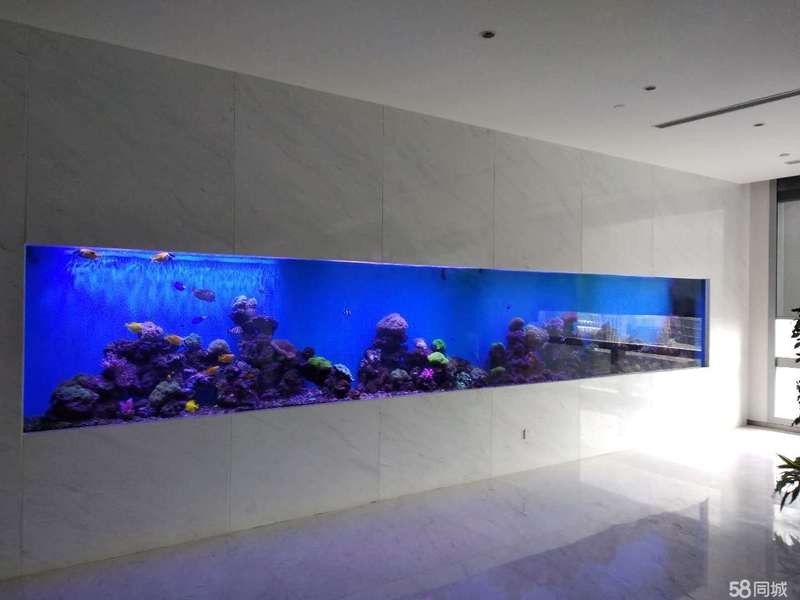 福州觀賞魚回收價格如何？