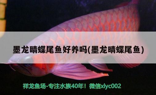 墨龍睛蝶尾魚好養(yǎng)嗎(墨龍晴蝶尾魚) 墨龍睛蝶尾魚好養(yǎng)嗎(墨龍晴蝶尾魚) 觀賞魚百科