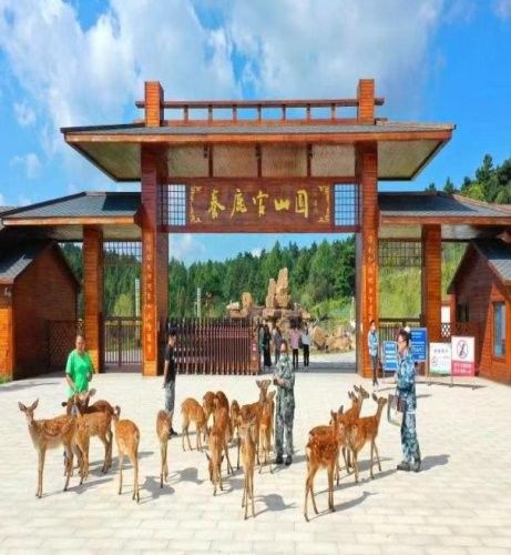 東豐哪個水族館龍魚好？祥龍魚場龍魚