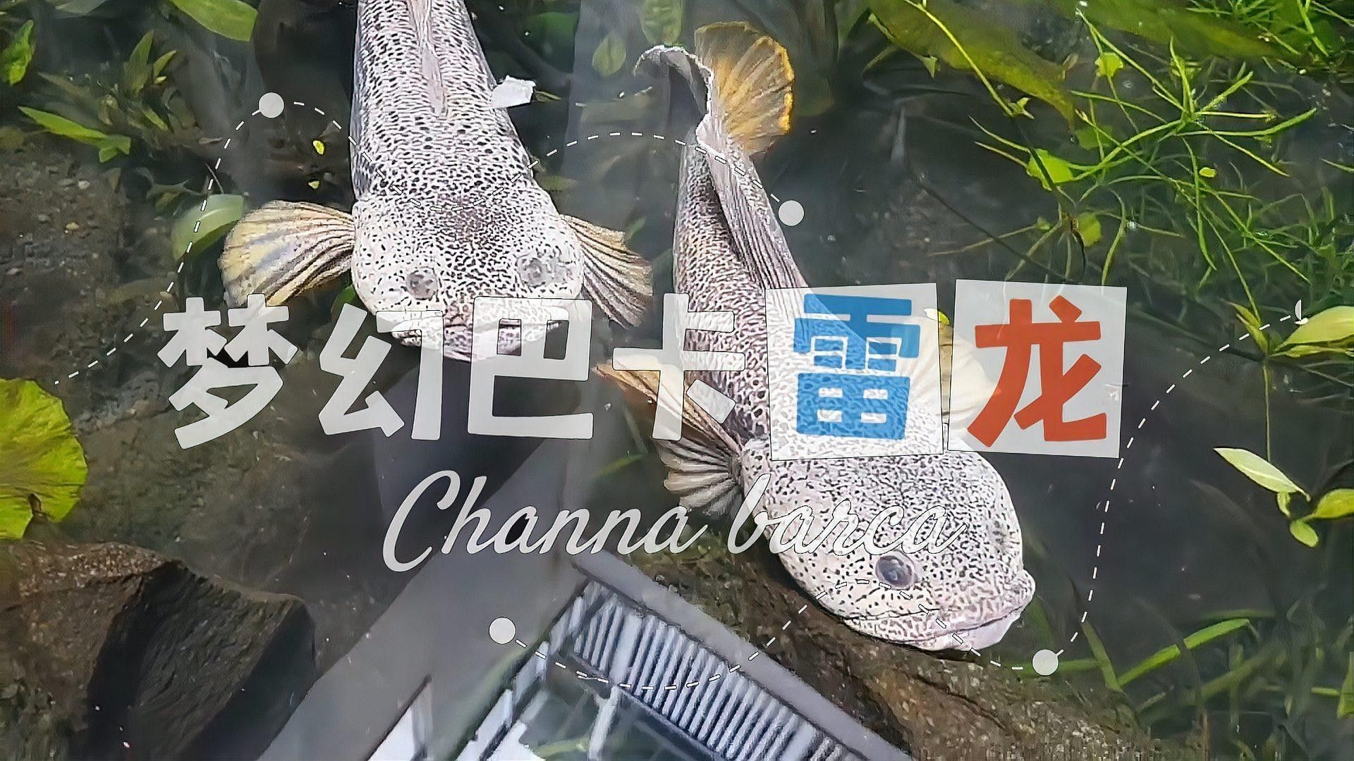 巴卡雷龍有哪些稀有品種？（巴卡雷龍的種類） 巴卡雷龍有哪些稀有品種？（巴卡雷龍的種類） 龍魚百科 第1張