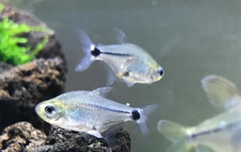 粗線銀板與哪些魚混養最佳（粗線銀板與哪些魚混養）