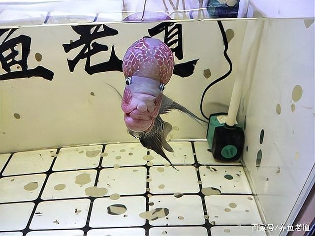 粗線銀板與哪些魚混養最佳（粗線銀板與哪些魚混養）