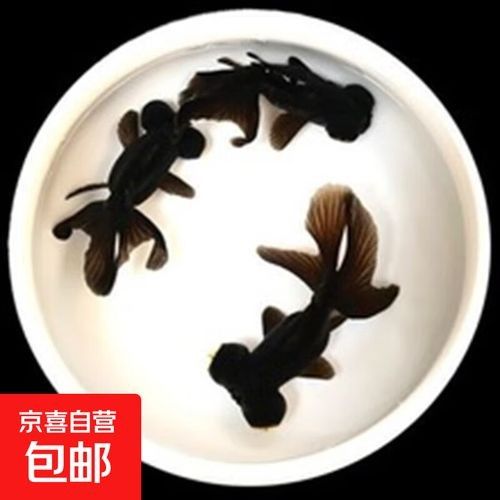 哪里可以購買到冷水龍魚苗？