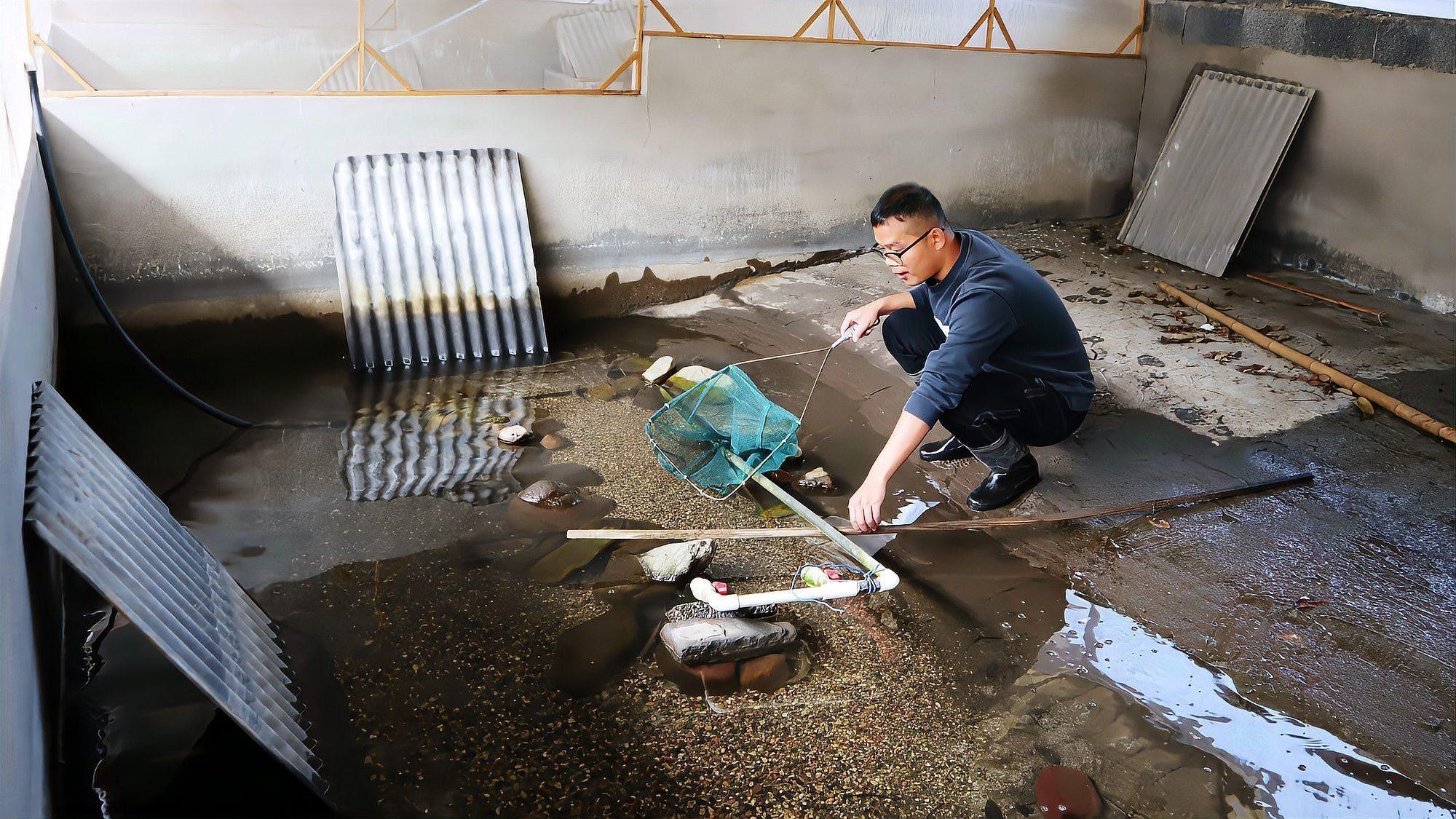 哪里可以購買到冷水龍魚苗？