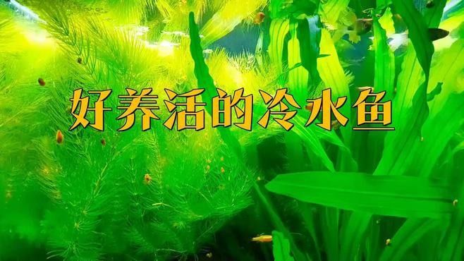 哪里可以購買到冷水龍魚苗？
