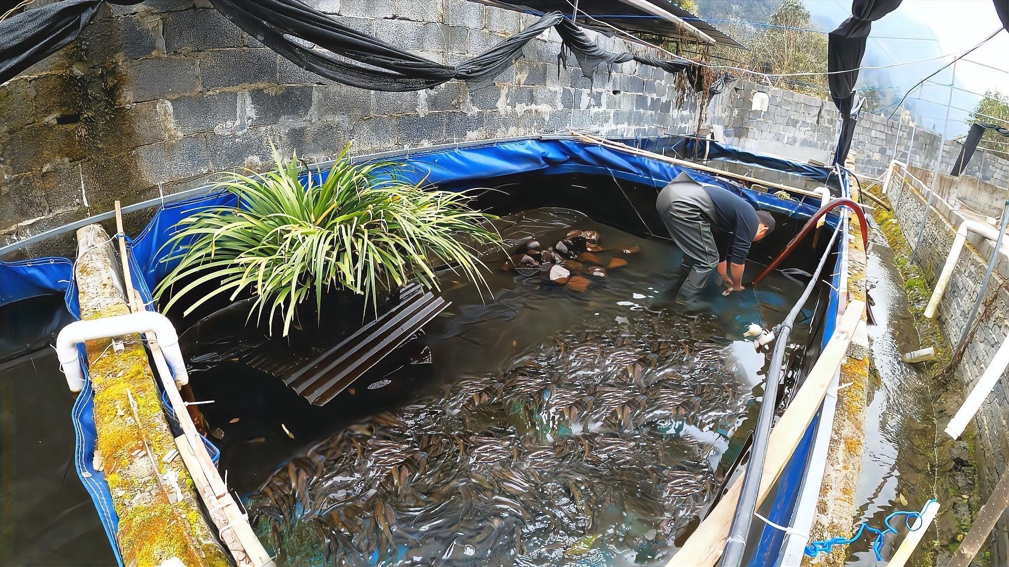 哪里可以購買到冷水龍魚苗？