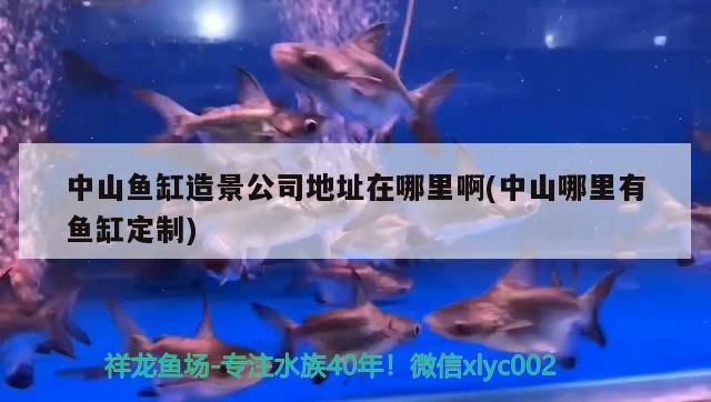 <strong><mark>中山</mark></strong>魚缸造景公司地址在哪里啊(<strong><mark>中山</mark></strong>哪里有魚缸定制)