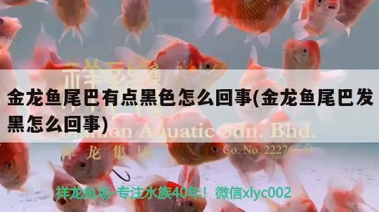金龍魚尾巴有點(diǎn)黑色怎么回事(金龍魚尾巴發(fā)黑怎么回事)