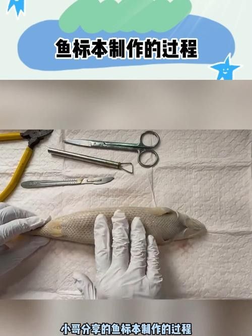 龍魚標(biāo)本的價(jià)格是多少