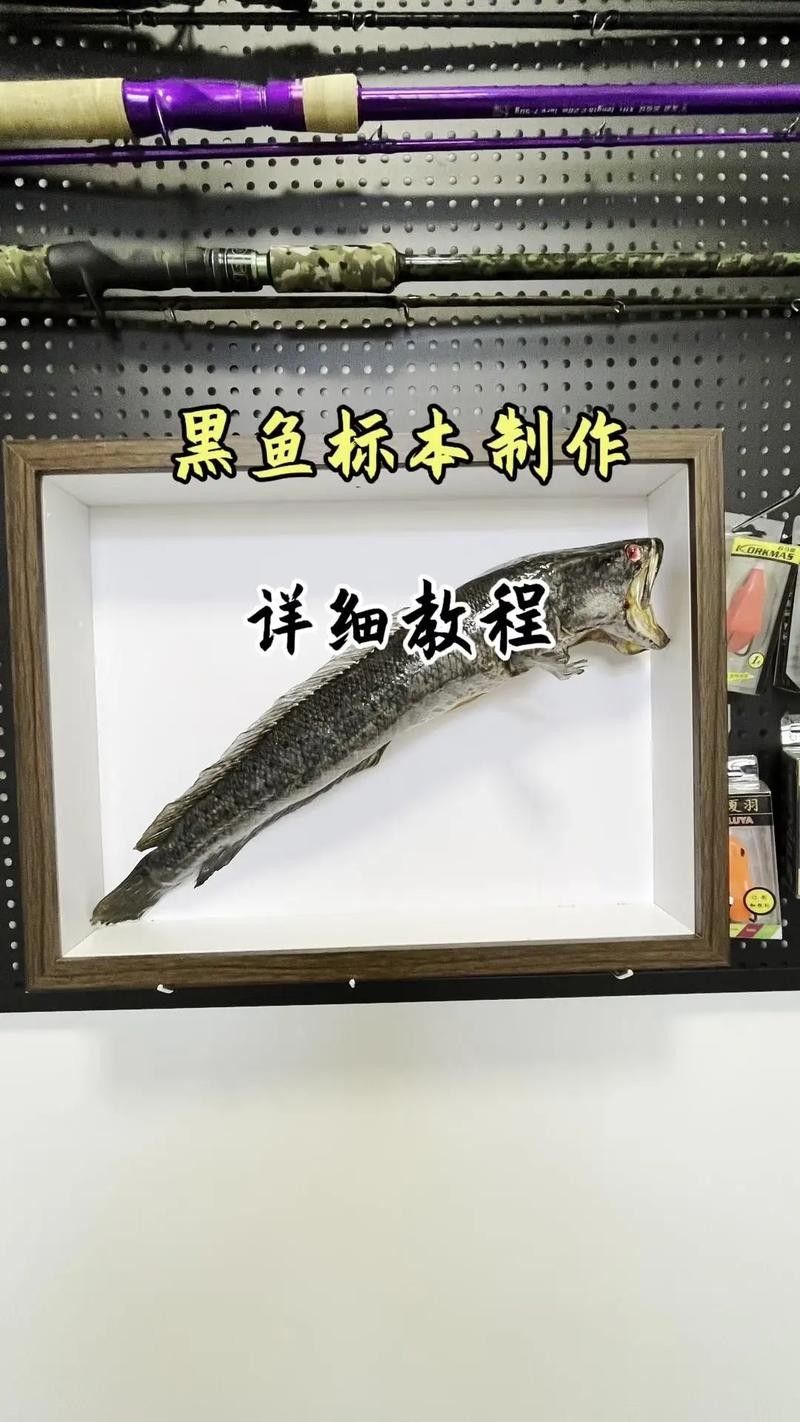 龍魚標(biāo)本的價(jià)格是多少