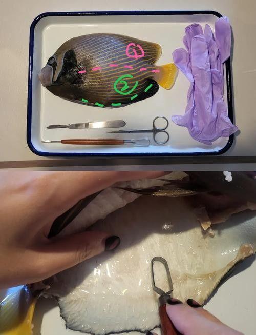 龍魚標(biāo)本的價(jià)格是多少