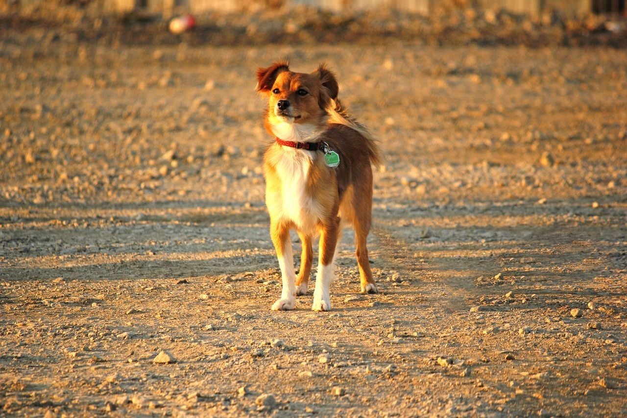 虎紋恐龍魚養單還是養雙（虎紋恐龍魚混養）