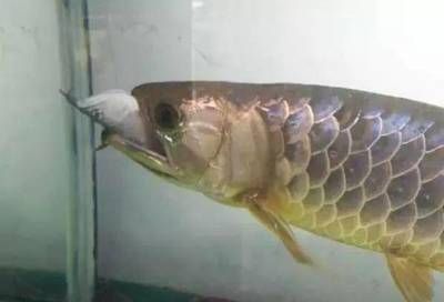 關注 Q 金龍銀龍雜交以搜索 突破!龍魚界的獅虎 銀 龍雜交新品種培育成功這（銀龍魚與紅龍魚雜交新品種的成功雜交新品種的誕生） 關注 Q 金龍銀龍雜交以搜索 突破!龍魚界的獅虎 銀 龍雜交新品種培育成功這（銀龍魚與紅龍魚雜交新品種的成功雜交新品種的誕生） 觀賞魚百科 第3張