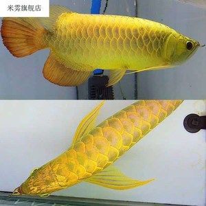關注 Q 金龍銀龍雜交以搜索 突破!龍魚界的獅虎 銀 龍雜交新品種培育成功這（銀龍魚與紅龍魚雜交新品種的成功雜交新品種的誕生） 關注 Q 金龍銀龍雜交以搜索 突破!龍魚界的獅虎 銀 龍雜交新品種培育成功這（銀龍魚與紅龍魚雜交新品種的成功雜交新品種的誕生） 觀賞魚百科 第5張