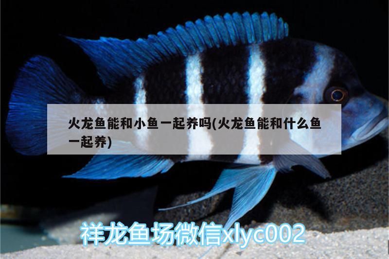 血紅龍魚高清手機壁紙大全大圖手機壁紙、好運魚圖手機壁紙大全（好運魚圖手機壁紙圖片大全） 血紅龍魚高清手機壁紙大全大圖手機壁紙、好運魚圖手機壁紙大全（好運魚圖手機壁紙圖片大全） 觀賞魚百科 第1張