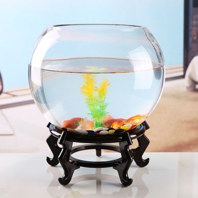 奶茶雷龍魚長多大就要控制食量了（奶茶雷龍魚長多大就要控制食量了呢）（奶茶雷龍魚的飼養(yǎng)）