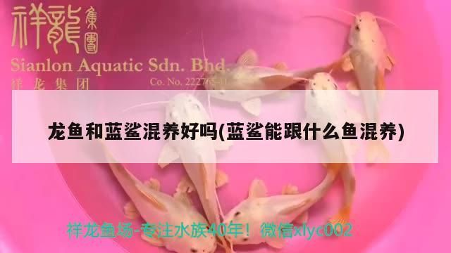 龍魚和藍(lán)鯊混養(yǎng)好嗎(藍(lán)鯊能跟什么魚混養(yǎng)) 龍魚和藍(lán)鯊混養(yǎng)好嗎(藍(lán)鯊能跟什么魚混養(yǎng)) 觀賞魚百科