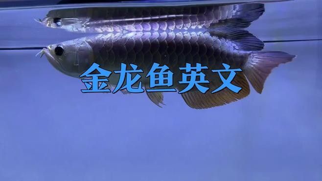 龍魚英文名的起源和歷史