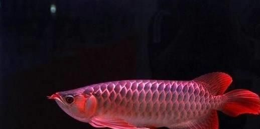 龍魚英文名的起源和歷史
