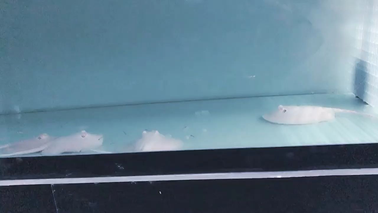 新品種，白子中的佼佼者，雪白子，狀態無敵了（新品種，白子中的佼佼者，雪白子，狀態無敵了，三年評論：不錯） 新品種，白子中的佼佼者，雪白子，狀態無敵了（新品種，白子中的佼佼者，雪白子，狀態無敵了，三年評論：不錯） 觀賞魚百科