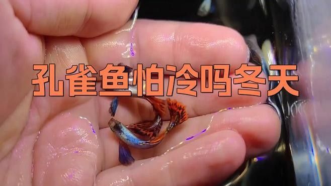 雷龍魚和孔雀魚哪個更耐寒（雷龍魚和孔雀魚哪個更耐寒，）