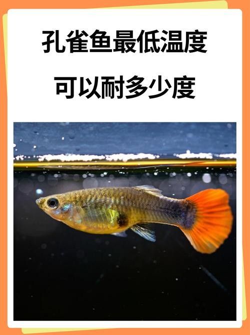 雷龍魚和孔雀魚哪個更耐寒（雷龍魚和孔雀魚哪個更耐寒，）