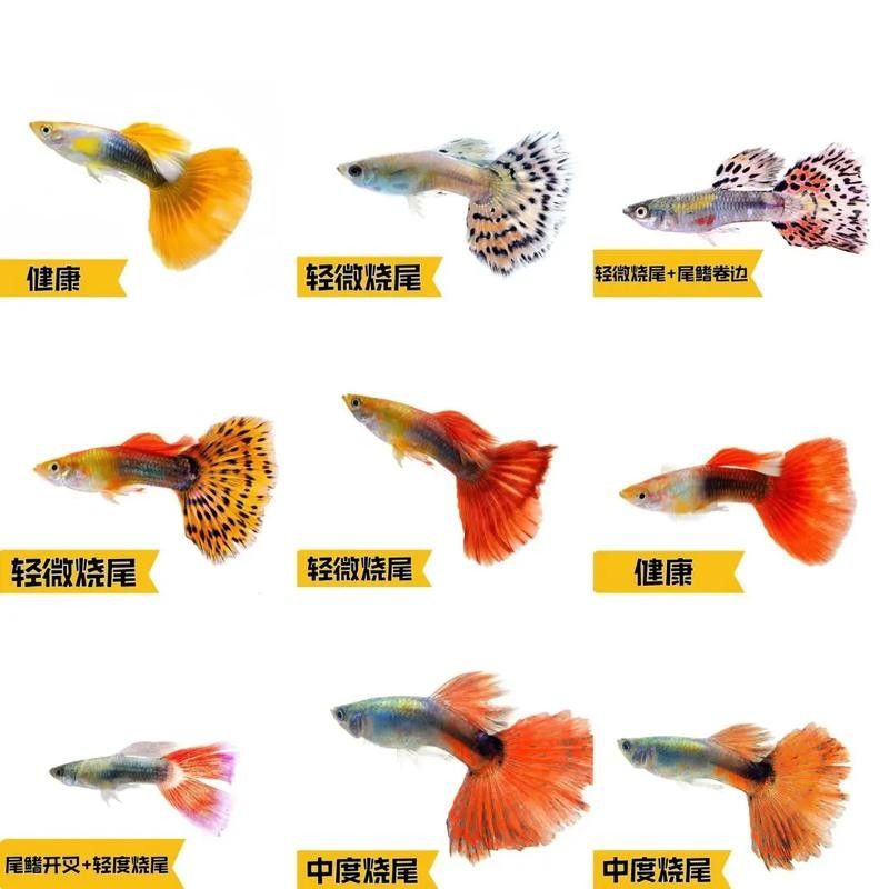 雷龍魚和孔雀魚哪個更耐寒（雷龍魚和孔雀魚哪個更耐寒，）