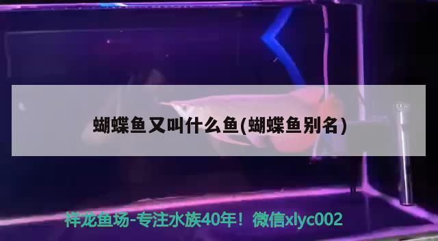 蝴蝶魚又叫什么魚(蝴蝶魚別名)（帶翅膀的魚叫什么名字）