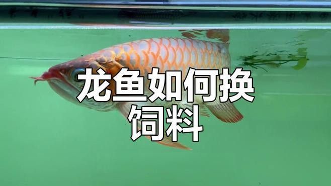 如何訓(xùn)練紅龍魚吃飼料（如何訓(xùn)練龍魚吃飼料）