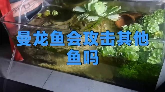 如何為曼龍魚提供足夠的躲避空間（如何為曼龍魚創造一個安全、舒適的環境）