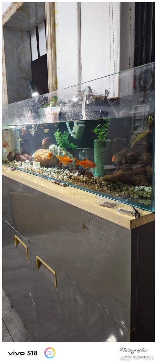 如何為曼龍魚提供足夠的躲避空間（如何為曼龍魚創造一個安全、舒適的環境）
