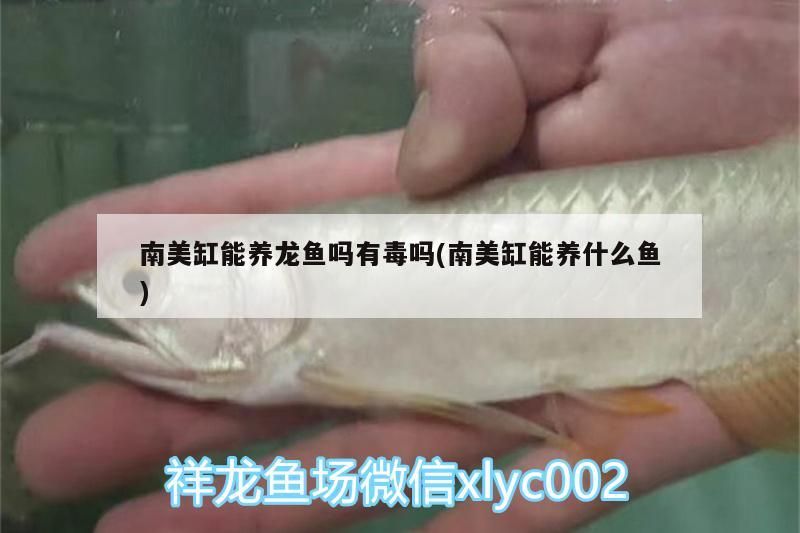 南美缸能養龍魚嗎有毒嗎(南美缸能養什么魚)（南美缸能養龍魚嗎和南美缸能養什么魚有毒嗎有毒嗎） 南美缸能養龍魚嗎有毒嗎(南美缸能養什么魚)（南美缸能養龍魚嗎和南美缸能養什么魚有毒嗎有毒嗎） 觀賞魚百科