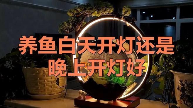 如何為金龍魚選擇合適的光照時間（為金龍魚選擇合適光照時間的指南）