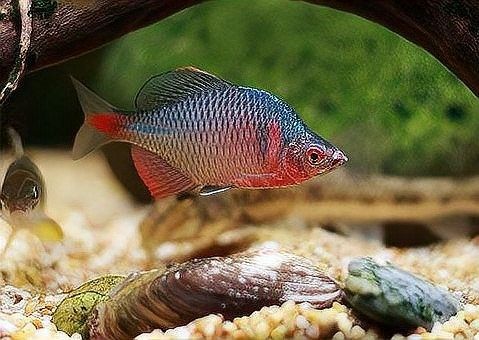 如何為金龍魚選擇合適的光照時間（為金龍魚選擇合適光照時間的指南）