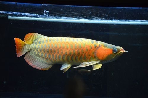 襄州哪個水族館龍魚好？祥龍魚場龍魚（襄州哪個水族館祥龍魚場龍魚）