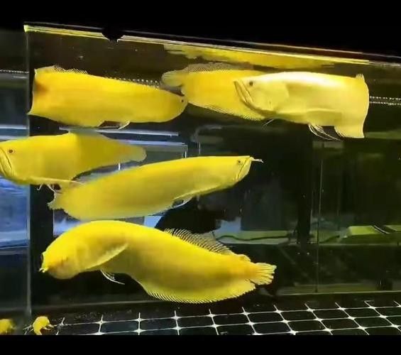 哪種品牌的黃化龍魚性價比最高（化龍魚性價比最高的黃化龍魚品牌和選購建議和選購建議）
