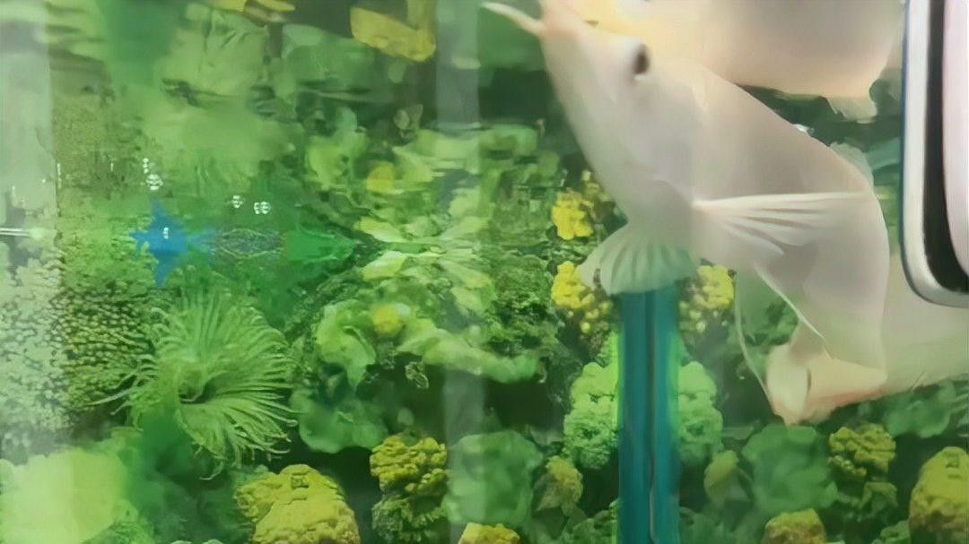 哪種品牌的黃化龍魚性價比最高（化龍魚性價比最高的黃化龍魚品牌和選購建議和選購建議）