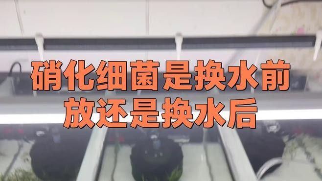 換水后多久添加有益細菌 換水后多久添加有益細菌 龍魚百科 第2張