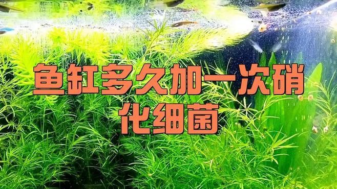換水后多久添加有益細菌 換水后多久添加有益細菌 龍魚百科 第1張