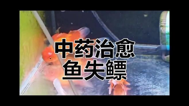 如何預防龍魚失鰾癥？（如何預防龍魚失鰾癥）