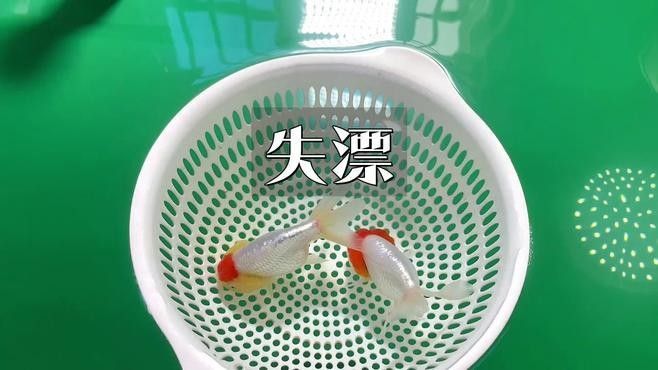 如何預防龍魚失鰾癥？（如何預防龍魚失鰾癥）