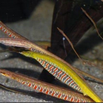 緬甸圖騰龍魚有何獨特之處（揭秘緬甸圖騰龍:揭秘其神秘起源與獨特魅力） 緬甸圖騰龍魚有何獨特之處（揭秘緬甸圖騰龍:揭秘其神秘起源與獨特魅力） 龍魚百科 第3張